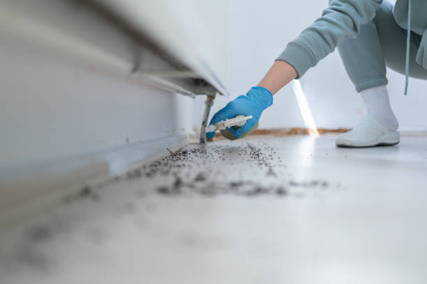Best Wasp Removal Services  in Marengo, IA